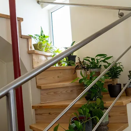 Zenmar Zante